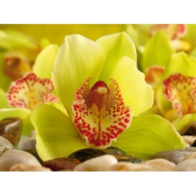 Fotomural YELLOW ORCHID FT-0153 Fotomural YELLOW ORCHID FT-0153