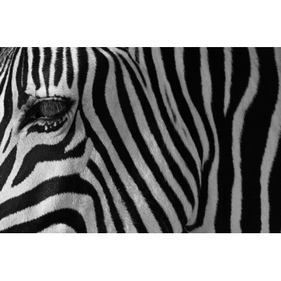 Fotomural Decorativo FV032