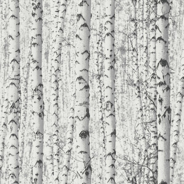 Paper Pintat arbres nòrdics