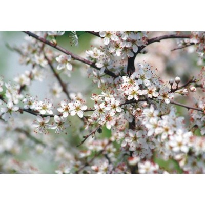 Fotomural BIRTH SPRING FT-0358 Fotomural BIRTH SPRING FT-0358