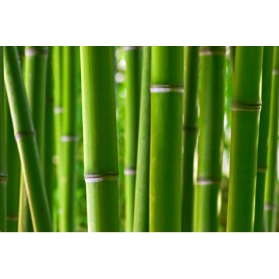 Fotomural Decorativo FV034