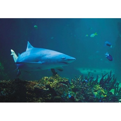 Fotomural SHARK