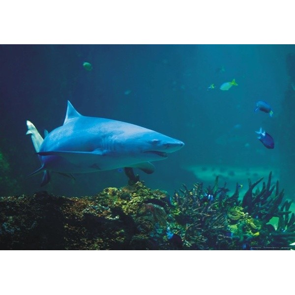 Fotomural SHARK