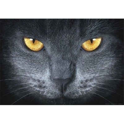 Fotomural GREY CAT