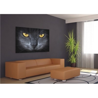 Fotomural GREY CAT 2