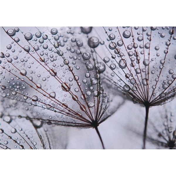 Fotomural DANDELION