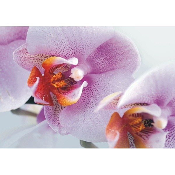 Fotomural PINK ORCHID