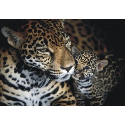 Fotomural LEOPARDS Fotomural LEOPARDS